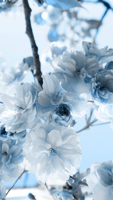 2,900+ Blue Flower Close Up Stock Photos, Pictures & Royalty-Free Images -  iStock | Crocus