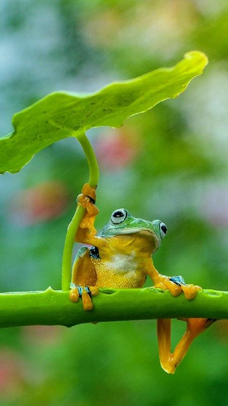 Froggy frog cute HD phone wallpaper  Peakpx