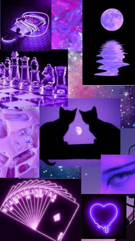  Purple Cat Wallpapers Full HD Wallpaper Free Download