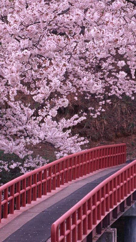 Japan Cherry Blossom 4K Resolution Wallpaper PNG 2304x1536px 4k  Resolution Japan Aspect Ratio Blossom Branch Download