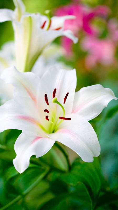 Lily | Pink Lily Wallpaper Download | MobCup