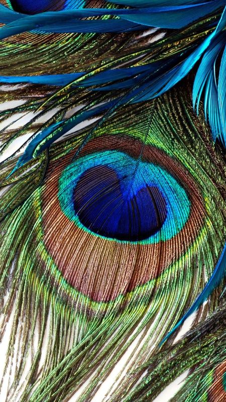 Peacock Feather - Peacock - Feather Background Wallpaper Download | MobCup