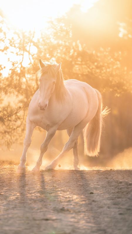 White Horse In Sunshine Wallpaper Download | MobCup White Horse In Sunshine Wallpaper Download | MobCup
