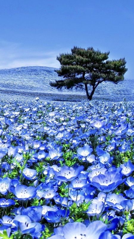 Blue Flowers - Nature - Blue Theme Wallpaper Download | MobCup