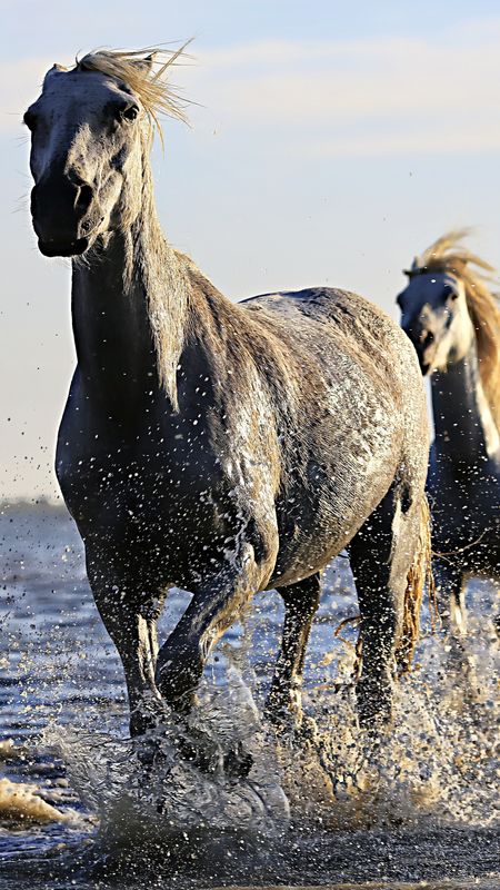 White Horse Running In Water Wallpaper Download | MobCup White Horse Running In Water Wallpaper Download | MobCup
