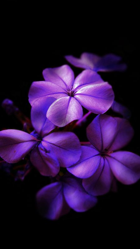 Aesthetic Purple Flowers With Black Background Wallpaper Download | MobCup