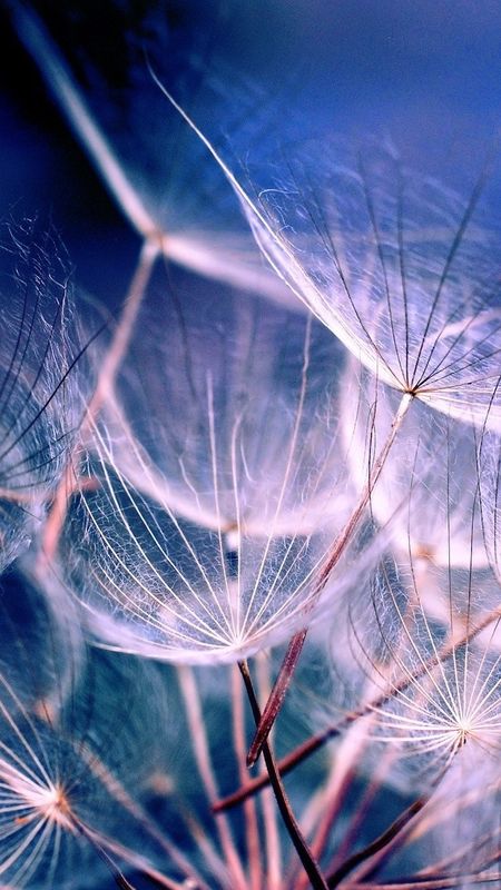 Aesthetic - Dandelion Art Wallpaper Download | MobCup