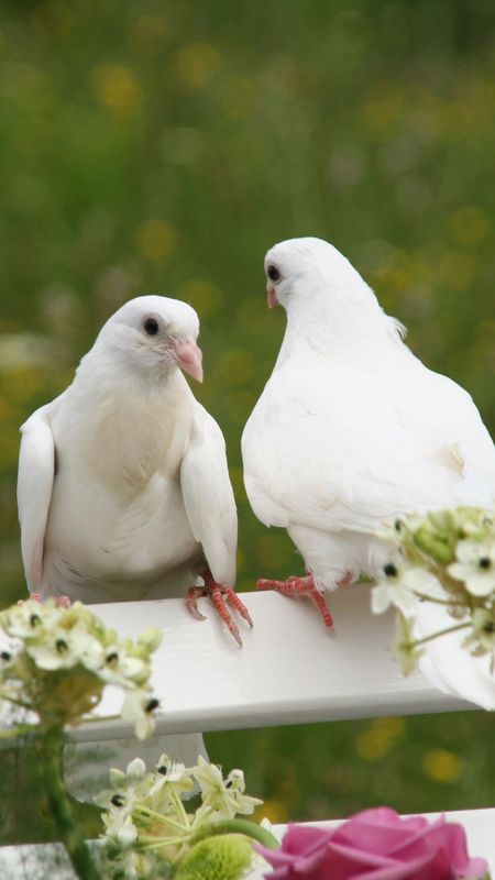 2,000+ Best Pigeon Photos · 100% Free Download · Pexels Stock Photos