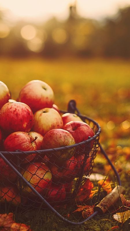 Apples In Basket Wallpaper Download | MobCup