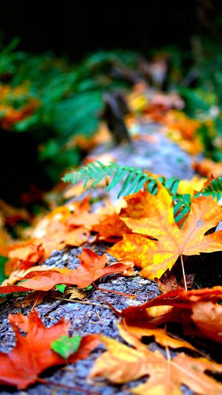 Autumn Wallpaper