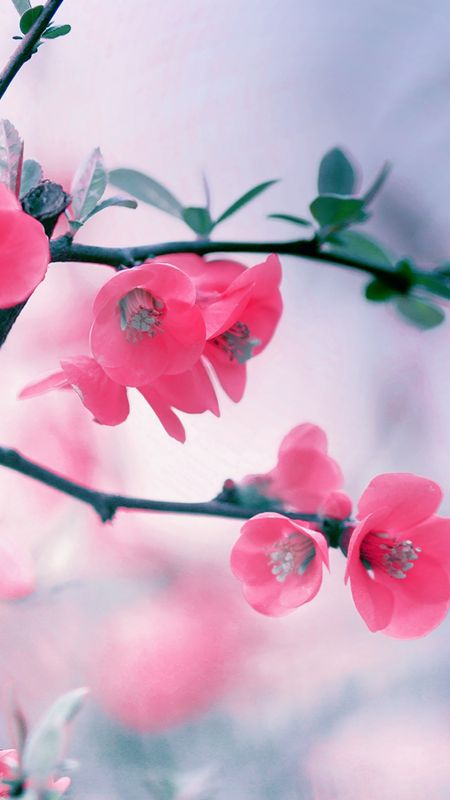 pretty pink nature backgrounds