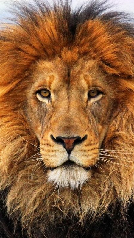 Lion Wallpaper