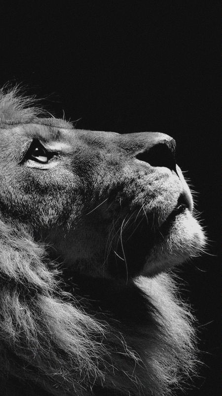Hopeful Lion Wallpaper