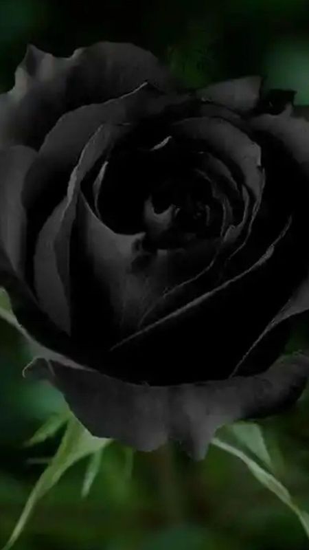 Black | Rose Wallpaper Download | MobCup