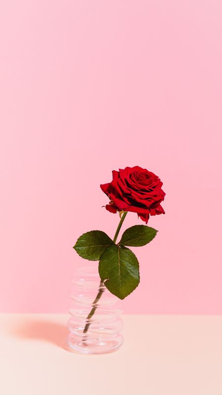 1000 Pink Roses Pictures  Download Free Images on Unsplash