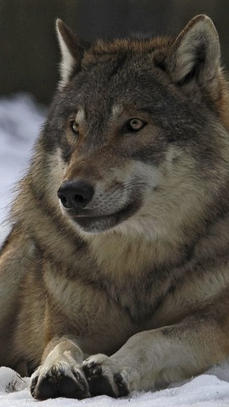 male Wolf Wallpaper