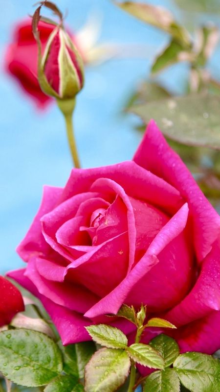 Hd Rose Flower - Pink Rose - Flower Plant Wallpaper Download | MobCup