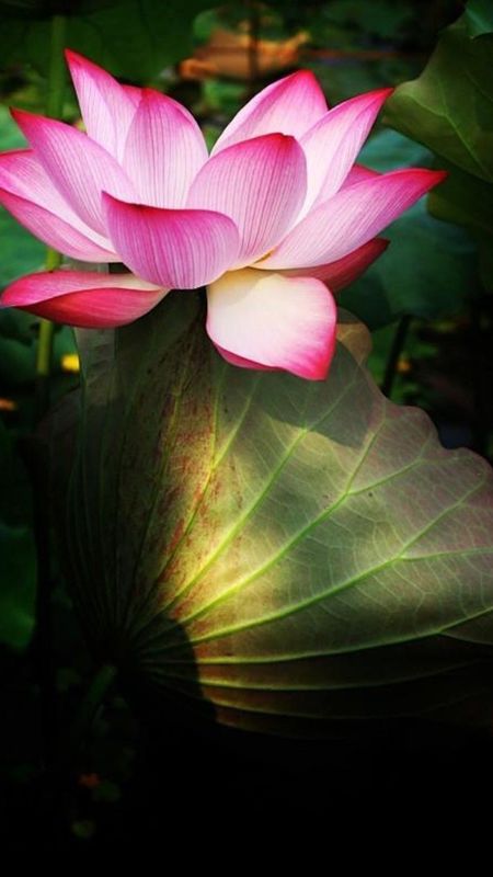 Lotus Flower | Adorable Wallpaper Download | MobCup