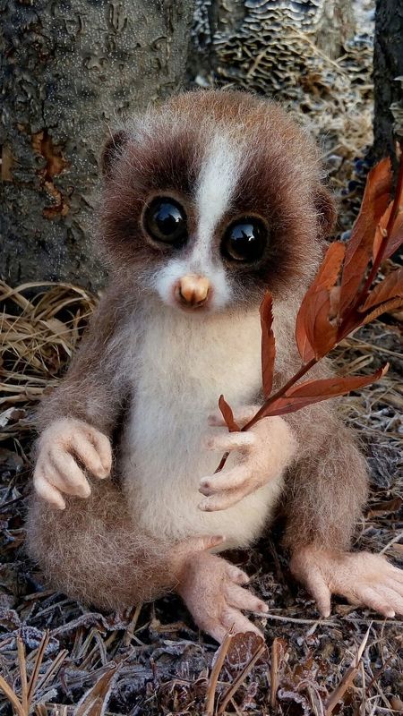 Rare Loris Baby Wallpaper Download | MobCup