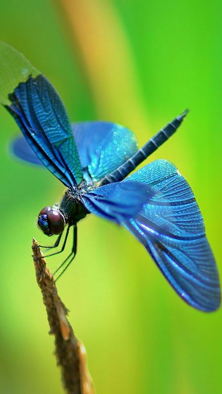 Abstract Dragonfly Art iPhone Wallpapers Free Download