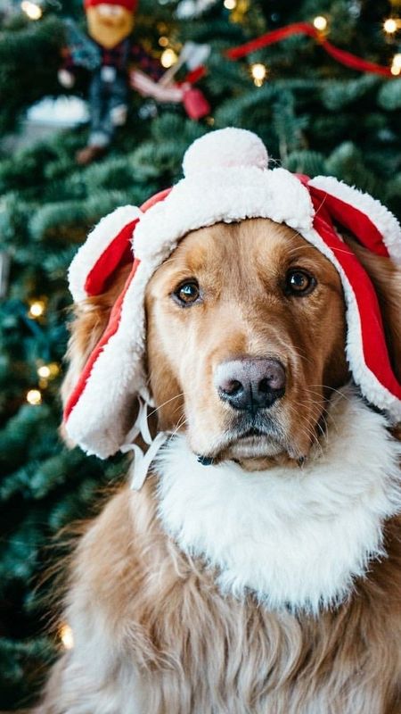 Christmas puppies santa christmas craciun caine jenny newland dog  hat HD wallpaper  Peakpx