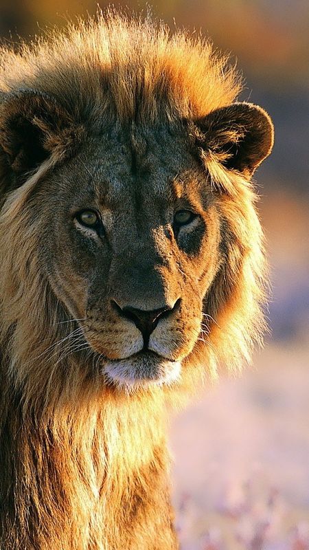 Lion Photo - Animal - African Lion Wallpaper Download | MobCup