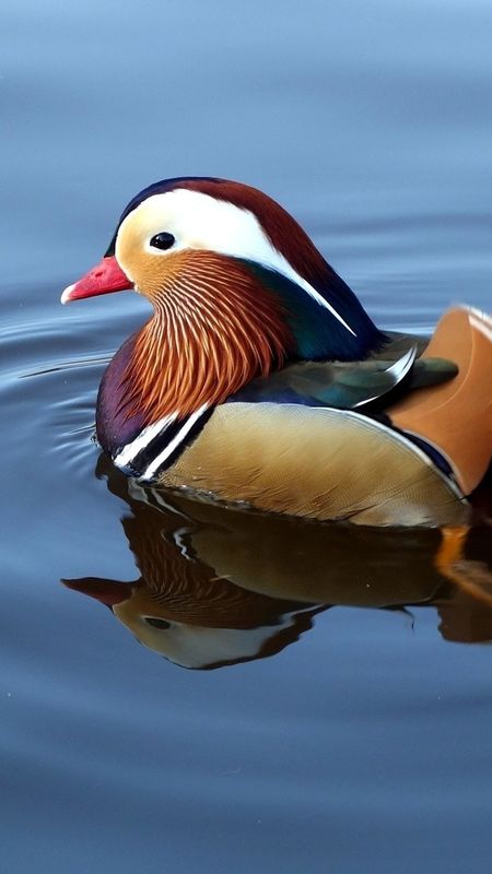 Feng Shui Mandarin Ducks Use and Placement For Love Luck