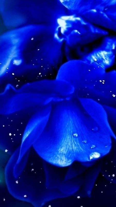 Light Blue Flower   Light Blue Flower Background on Bat Light Blue Roses  HD phone wallpaper  Pxfuel
