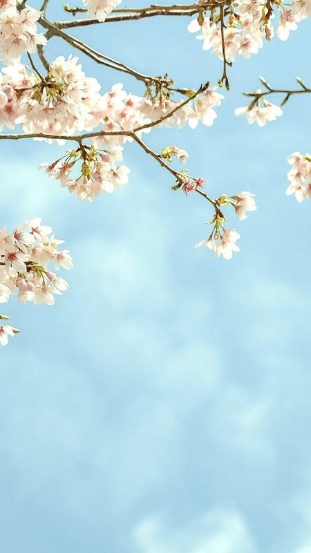 May Background - Sky Blue - Flowers Wallpaper Download | MobCup