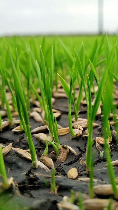Nature Sproute Wallpaper Download MobCup