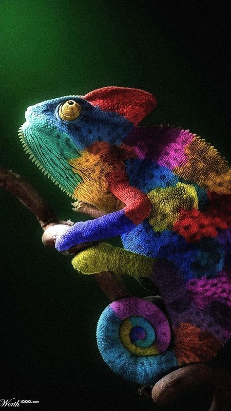 Colorful Chameleon Wallpaper