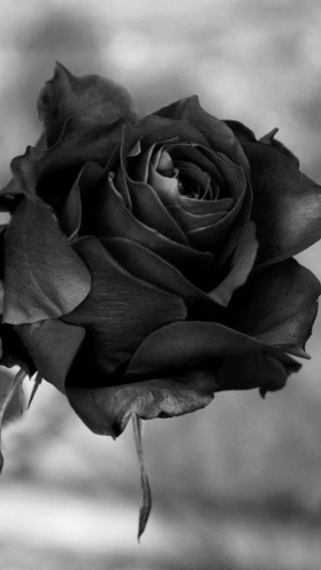 Black Rose | Aorable | Black Rose Rose Wallpaper Download | MobCup
