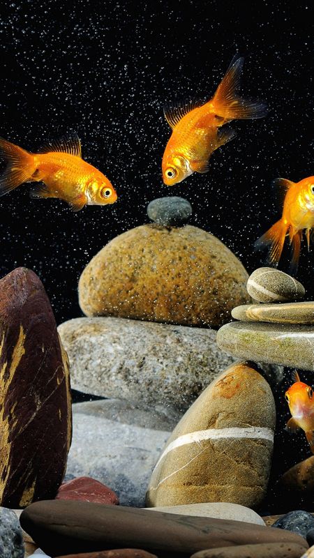 Orange Fishes Wallpaper
