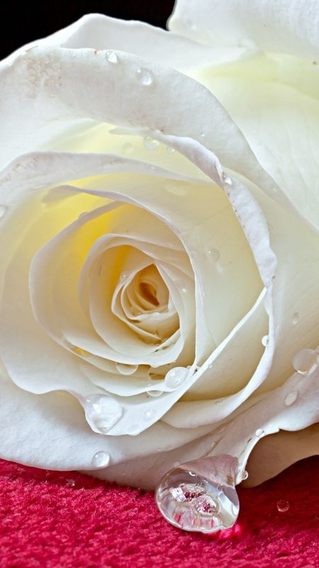 Beautiful Flowers Roses - Beautiful - White Rose Wallpaper Download | MobCup