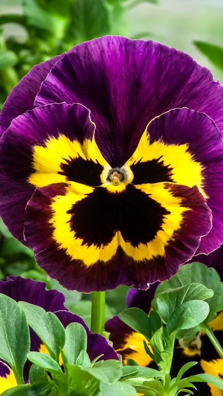 Pansy | Purple | Flower Wallpaper Download | MobCup