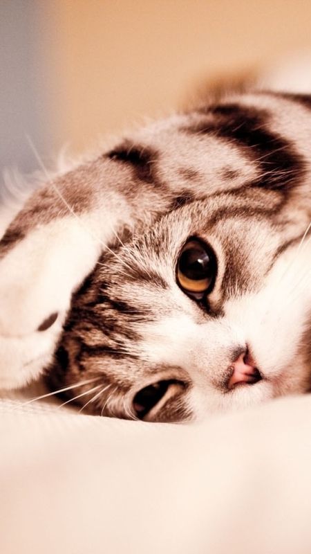 Cute - Cat - Bed Wallpaper Download | MobCup