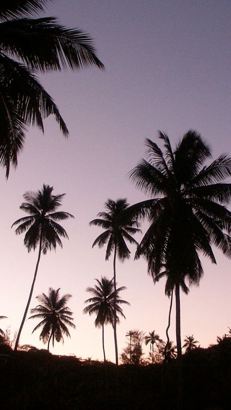Palm Tree Vibes  miami beach palm tree vibe HD phone wallpaper  Peakpx