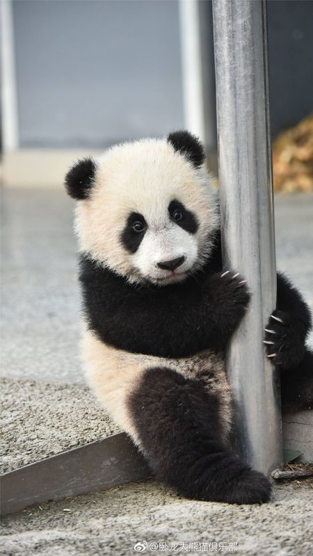 Panda | Cute | Cute Panda Wallpaper Download | MobCup