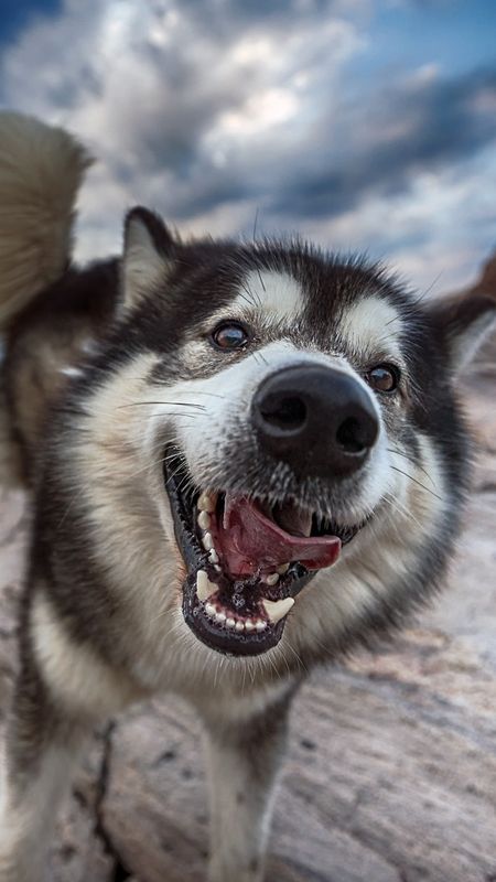Funny Dog - Husky Wallpaper Download | MobCup