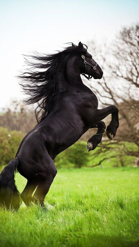 Black Horse | Running Wallpaper Download | MobCup