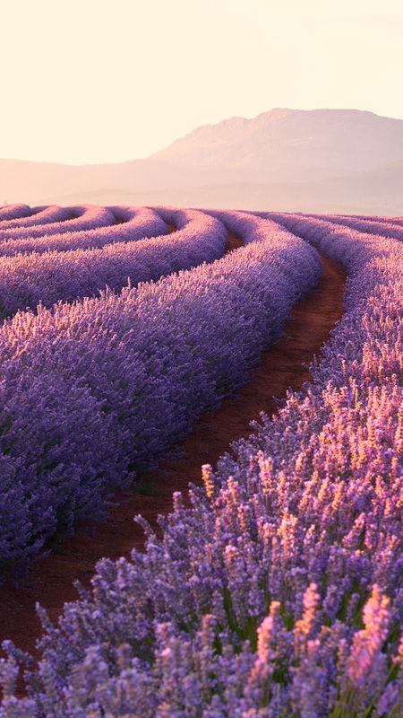 Lavender Wallpaper Vector Images over 3000
