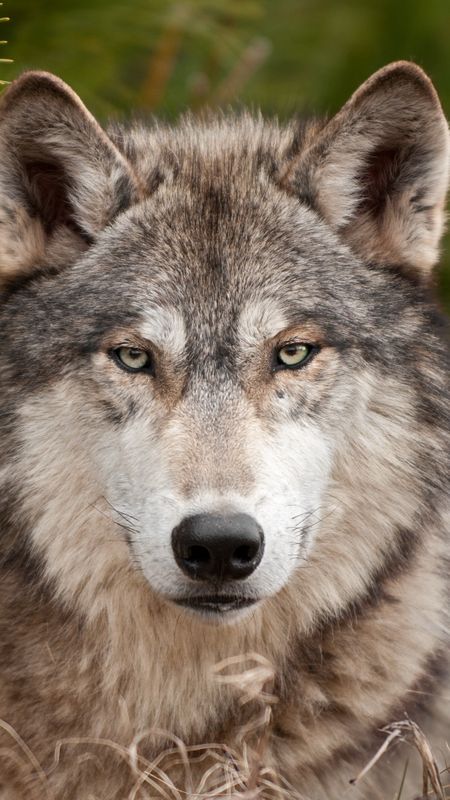 Wolf Face Wallpaper
