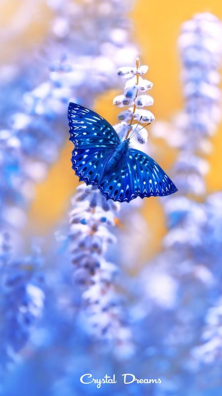 Blue Butterfly | Wonderful | Aesthetic Wallpaper Download | MobCup