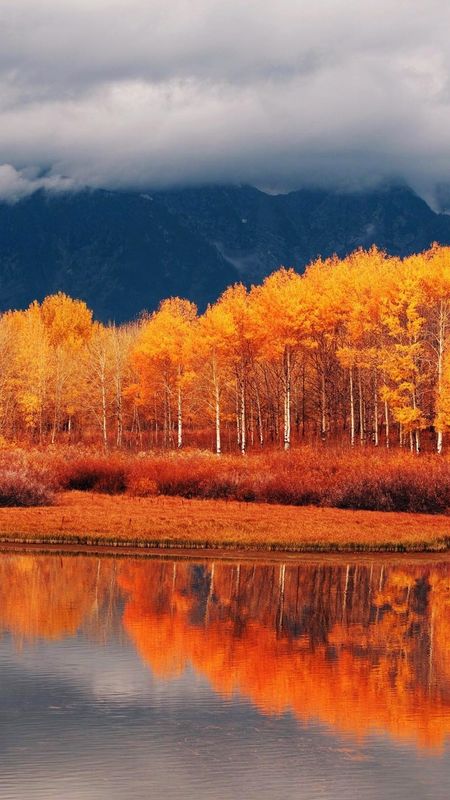 Natural Scenery - Autumn Trees Wallpaper Download | MobCup