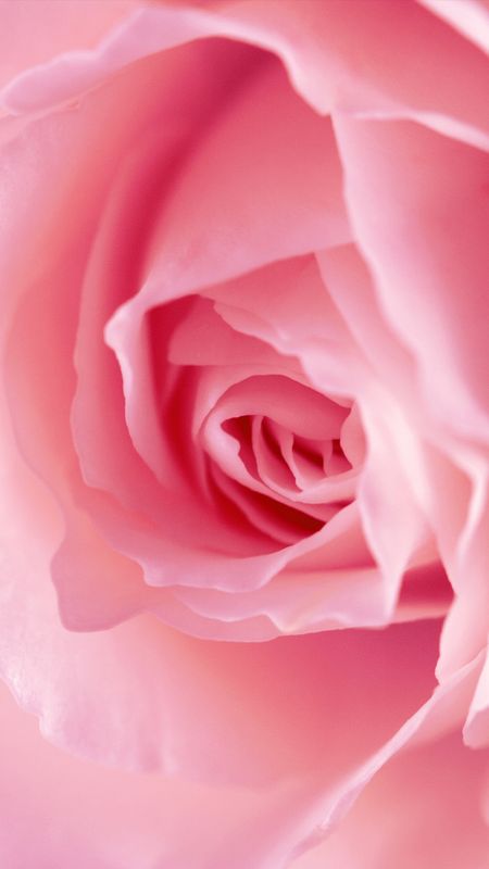 Light Pink | Rose Flower Wallpaper Download | MobCup