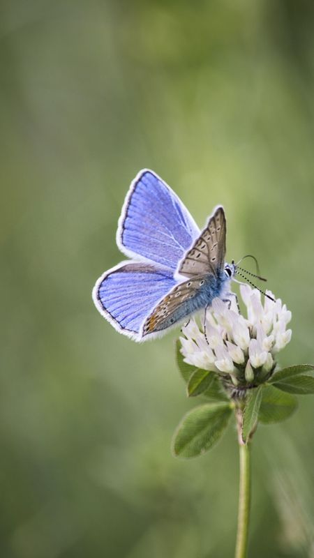 Blue Butterfly | Beautiful Lock Screen Wallpaper Download | MobCup