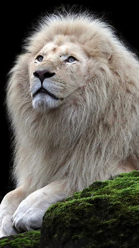 Avikalp MWZ0374 White Lion 3D HD Wallpaper – Avikalp International - 3D  Wallpapers