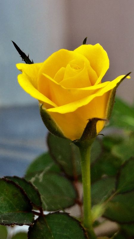 Yellow Rose  Beautiful Rose Flower Wallpaper Download  MobCup