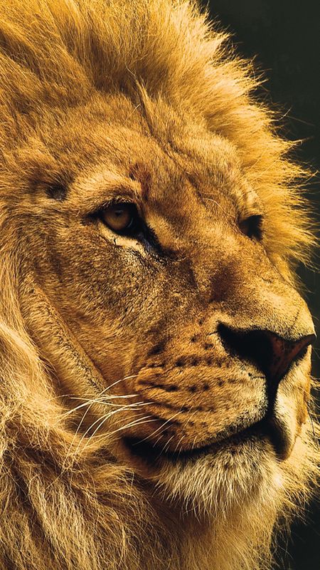 Big Lion Wallpaper