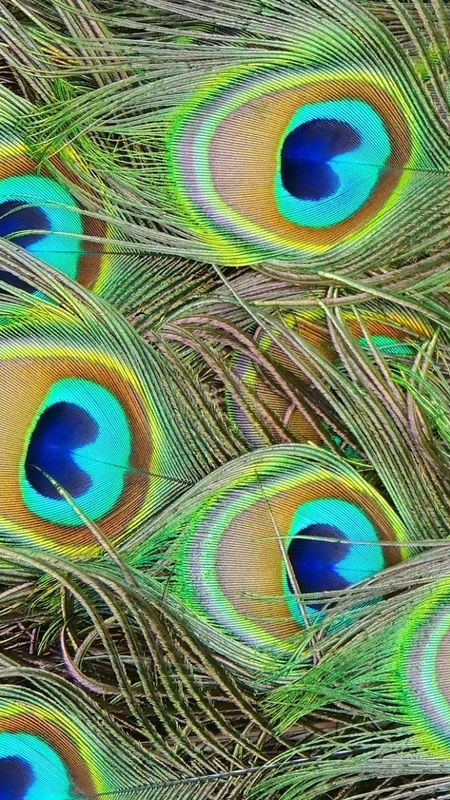 Peacock Feather - Birds Feather - Background Wallpaper Download | MobCup